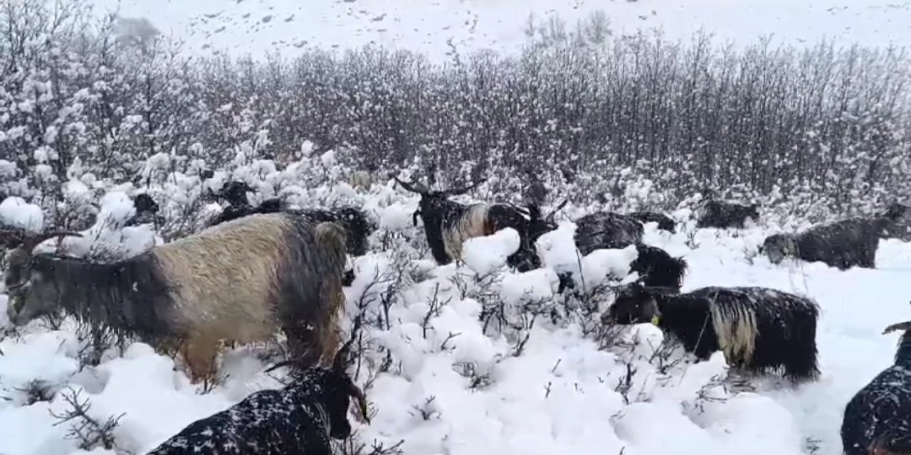 zorlu kış şartları ve besiciler