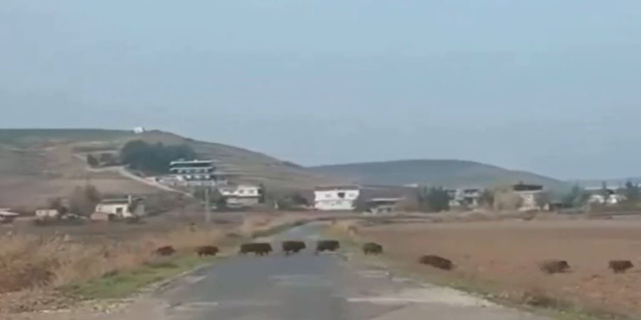 Domuz sürüsü Köylüleri korkuttu