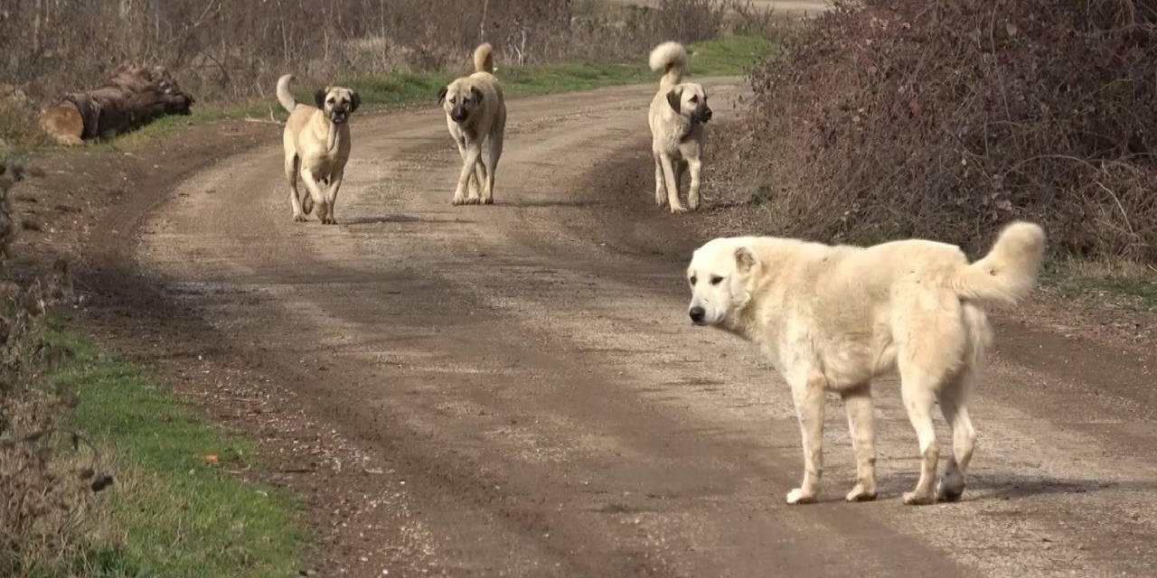 Başkan Çatı, ”Başıboş Köpeklere yönelik belediyelerin tedbir alması gerekir”