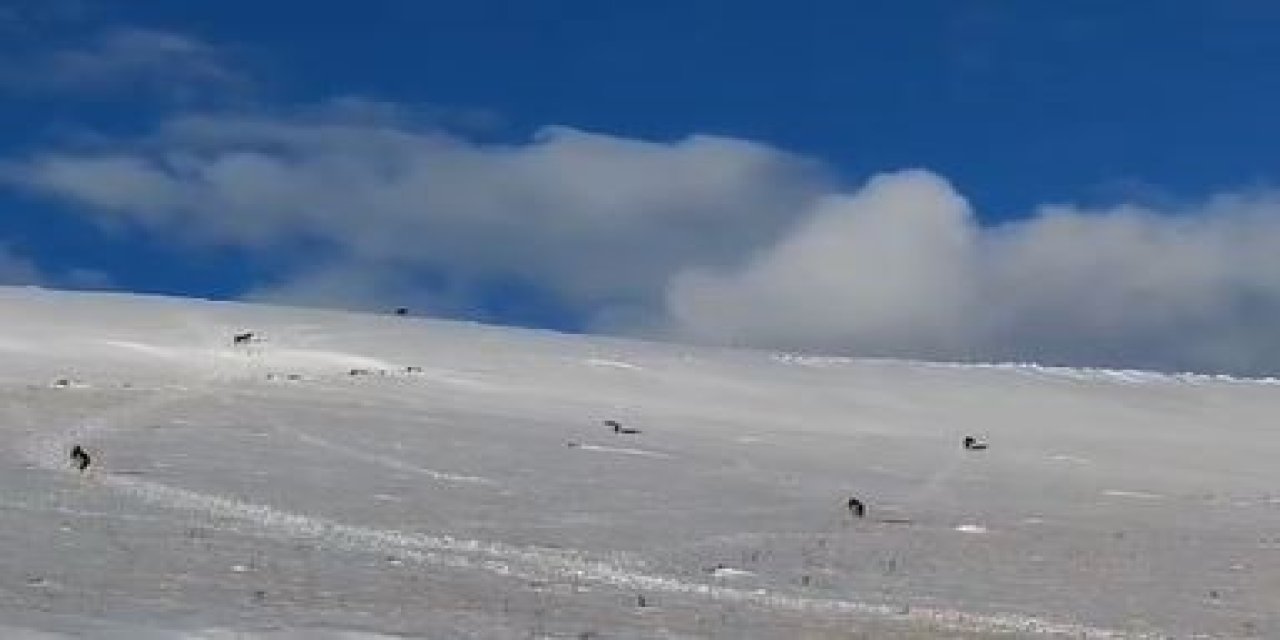Aç kurtlar yerleşim yerine indi