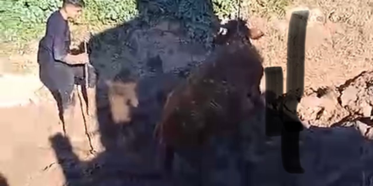 Vatandaş, Bataklığa saplanan inek için seferber oldu