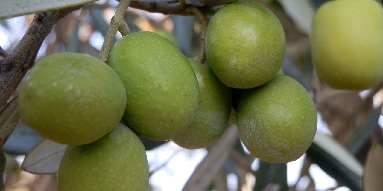 Zeytin üreticinin yüzünü güldürdü