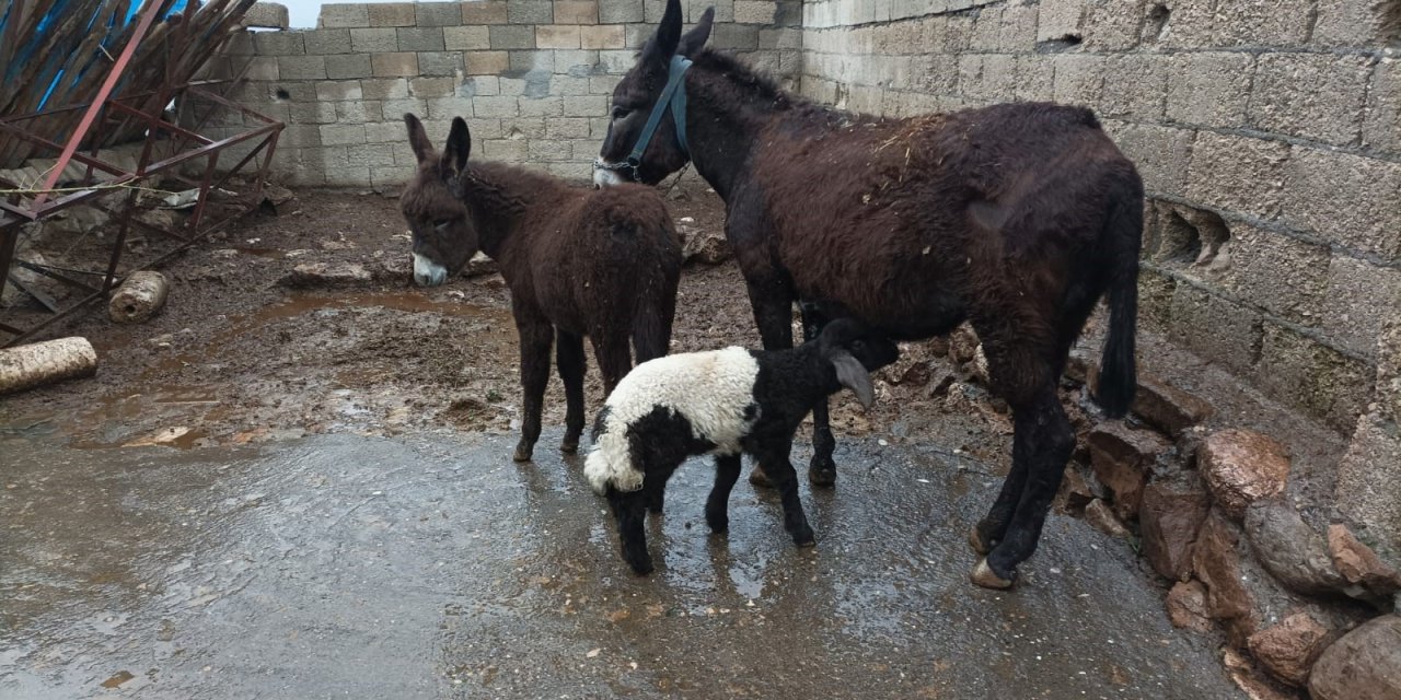 Eşek kuzuyu emzirdi