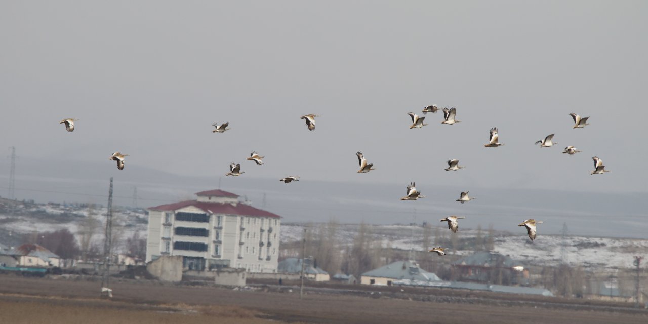 Göç etmeyen toy kuşları görüntülendi