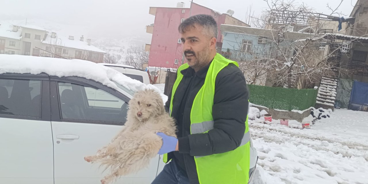 Donma Tehlikesi yaşayan Evcil Süs Köpeği tedavi altına alındı