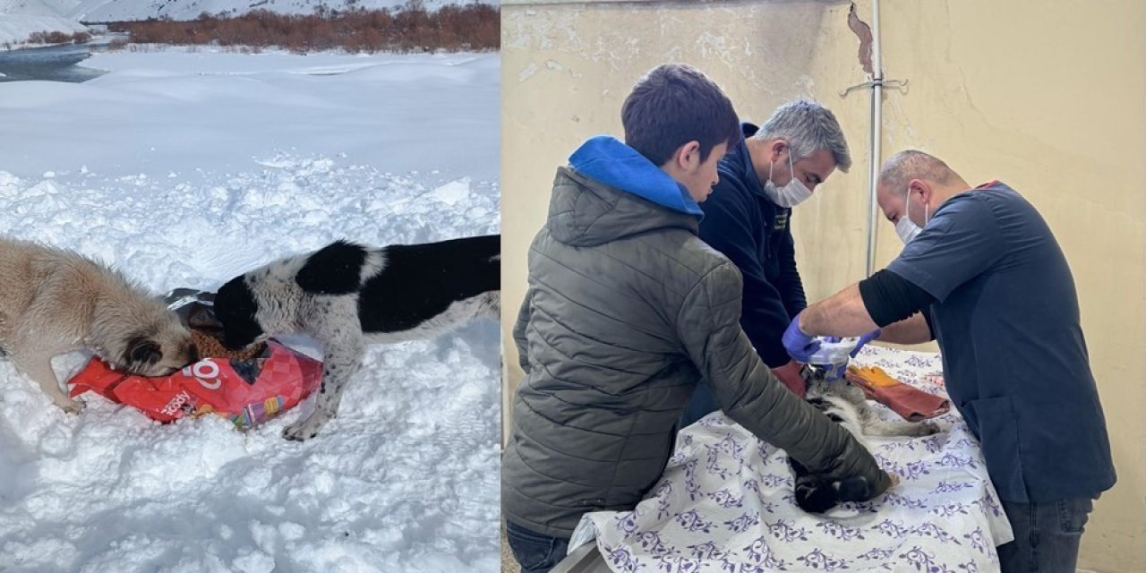 Sokak hayvanları için 15 mahalleye yiyecek bırakıldı
