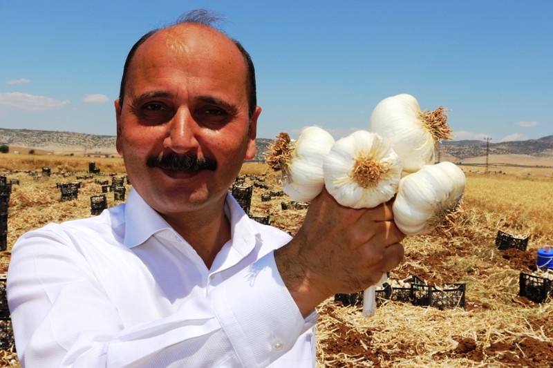 Başkan Doğru'dan sarımsak üreticilerine uyarı