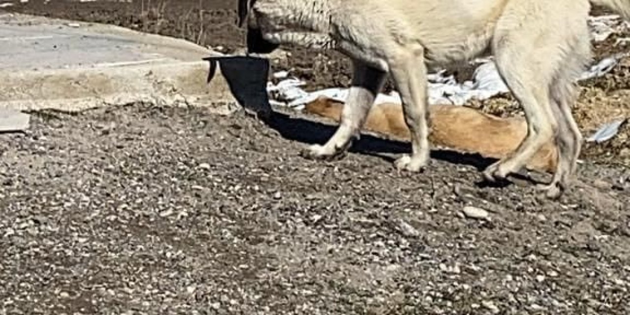 Başıboş köpekler 11 büyükbaş hayvanı telef etti