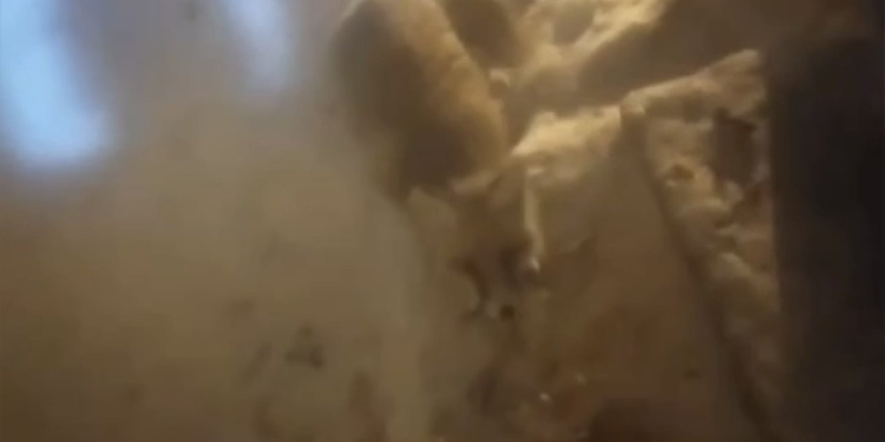 Aç kalan tilkiler ev ev yiyecek aramaya çıktılar