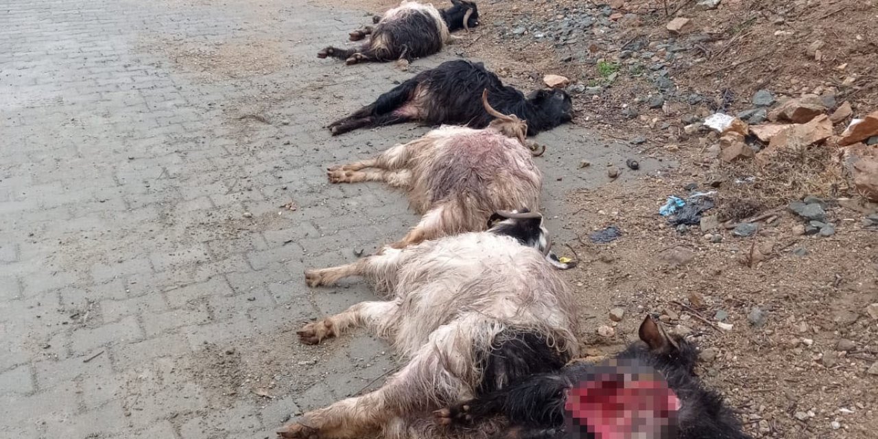 Başıboş köpekler 15 keçiyi telef etti