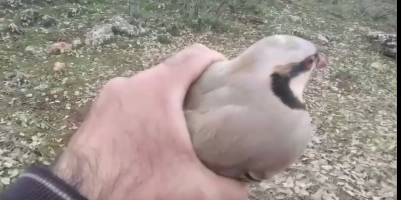 Şırnak’ta bitkin bulduğu kekliği elleri ile besledi