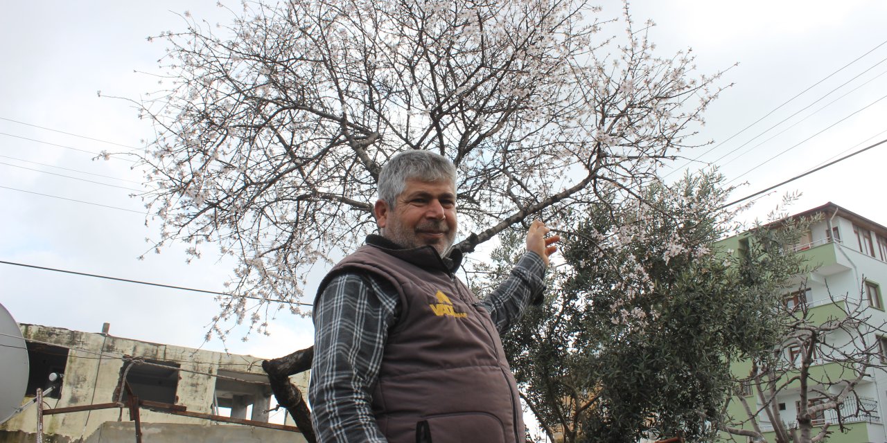 O ağaç Kışın ortasında Çiçek açtı, ağacı görenler şaşkınlığa uğradı