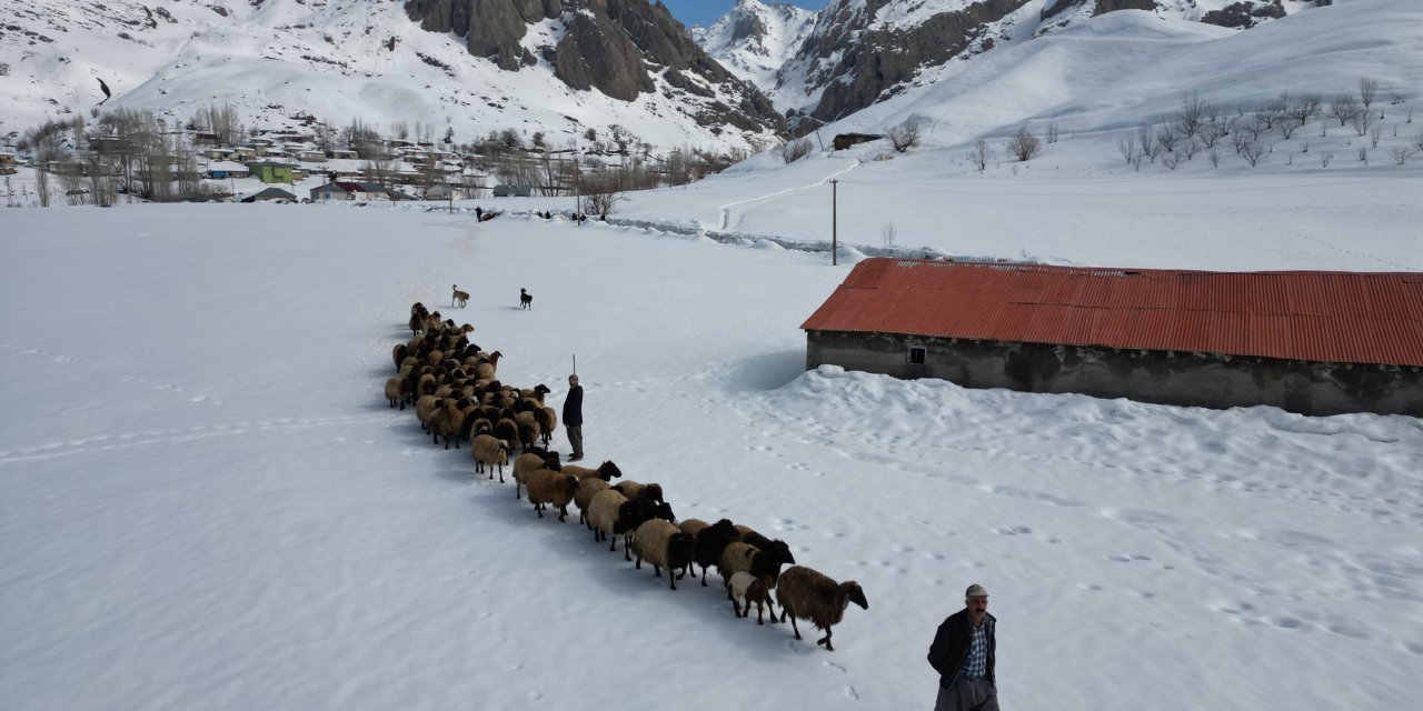 Şırnak'ta Besiciler baharı dört gözle bekliyor