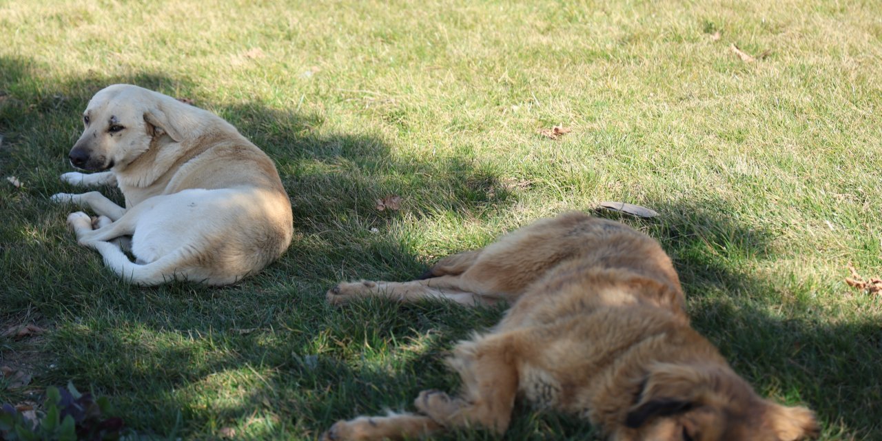 Kuduz paniği: Sokak köpeği bir günde 8 kişiyi ısırdı