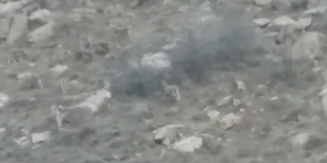 Hakkari Dağlarında sürü halinde dağ keçileri görüntülendi
