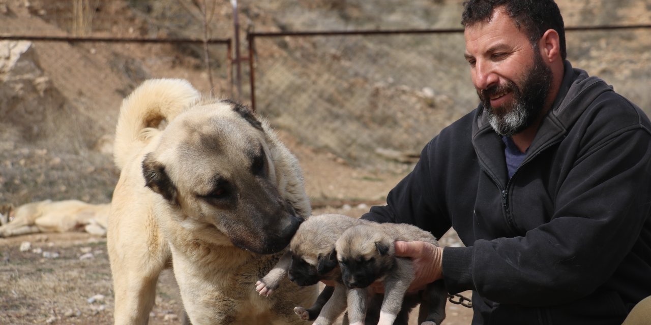 Uzmanı Uyardı! Sevgi görüp sokağa atılan sokak köpekleri kurt özellikleri taşımaya başlıyor