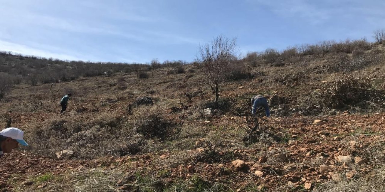 Batman'da imece usulü bağ budama