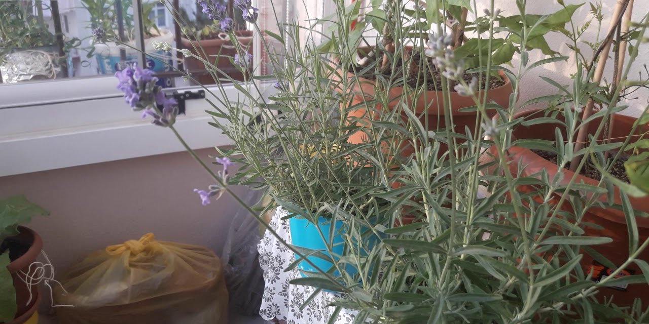 Herkes bilmez ama bu çiçek evin enerjisini artıyor; Salonda mutlaka beslemelisiniz...