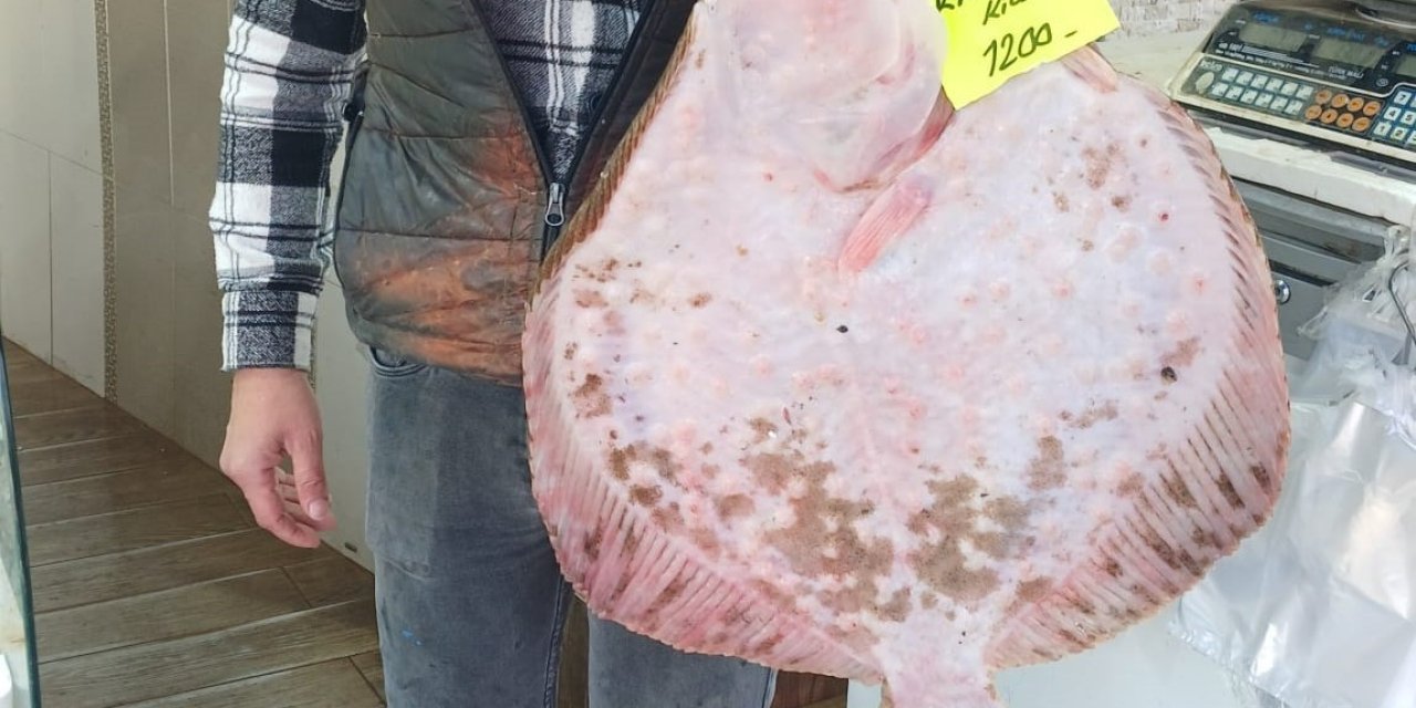 Kalkan Balığı Kilosu bin 200 liradan tezgaha indi