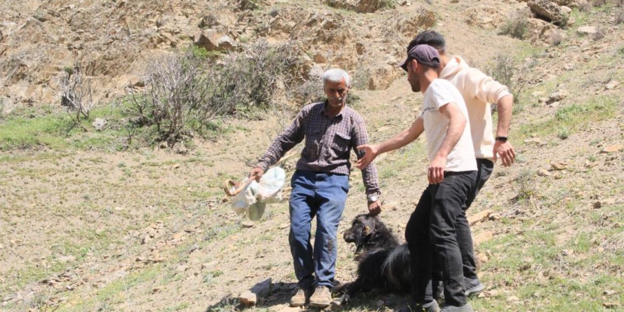Hakkari’de kurtlar ahıra dadandı: 60  küçükbaş telef oldu