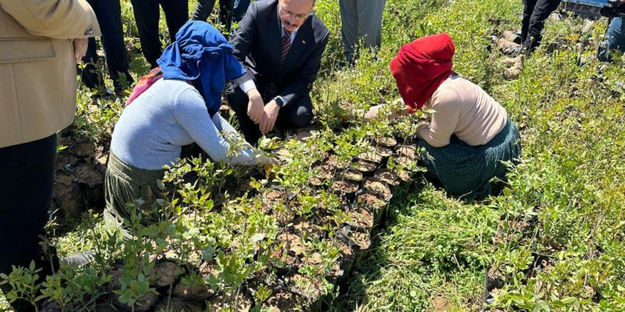 Siirt'te 125 bin adet fıstık fidanı törenle dağıtıldı