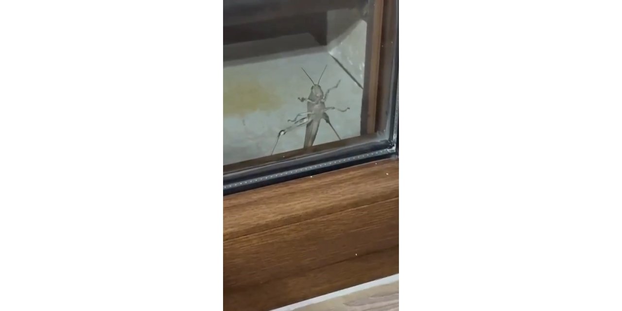Elazığ’da dev etçil çekirge görüntülendi