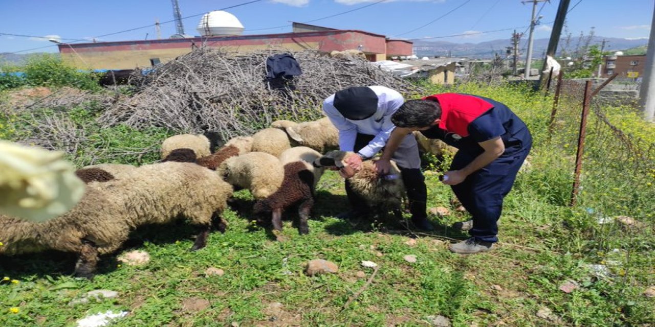 Şırnak’ta küçükbaş hayvanlar aşılandı