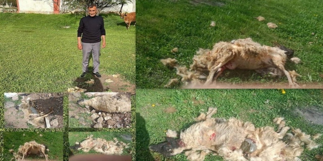 Başıboş köpekler  7 koyunu telef etti