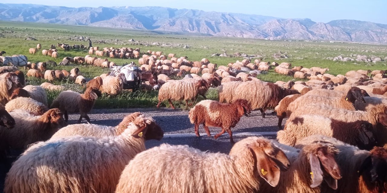 2024 yılı Kurban Bayramı ne zaman? Kaç gün tatil olacak?