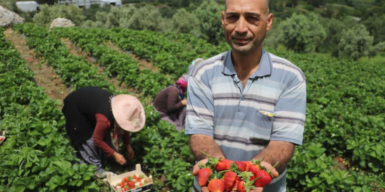 Enkaz kentte yüz güldüren çilek hasadı: Tarladan 70 TL'den alıcı buluyor
