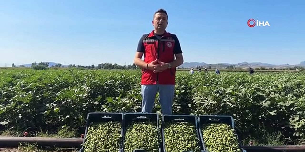 Hasat sonrası özenle toplanıyor. Kurusu çok daha faydalı ve lezzetli oluyormuş