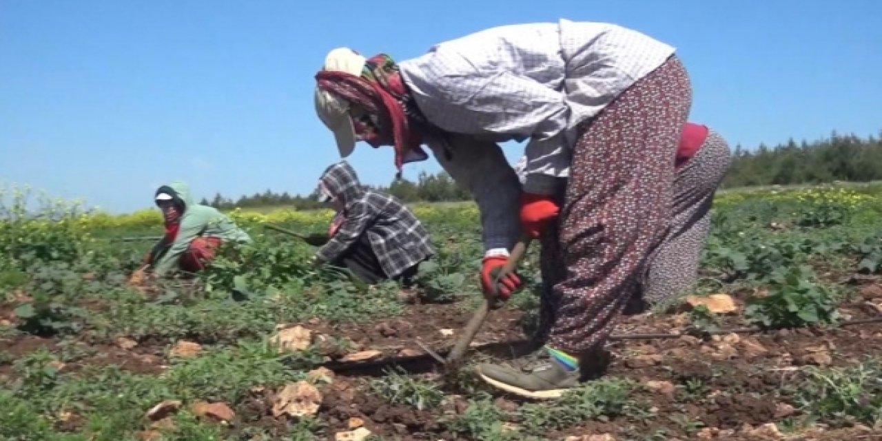 Mevsimlik tarım işçileri için yapılan düzenleme Resmi Gazete'de