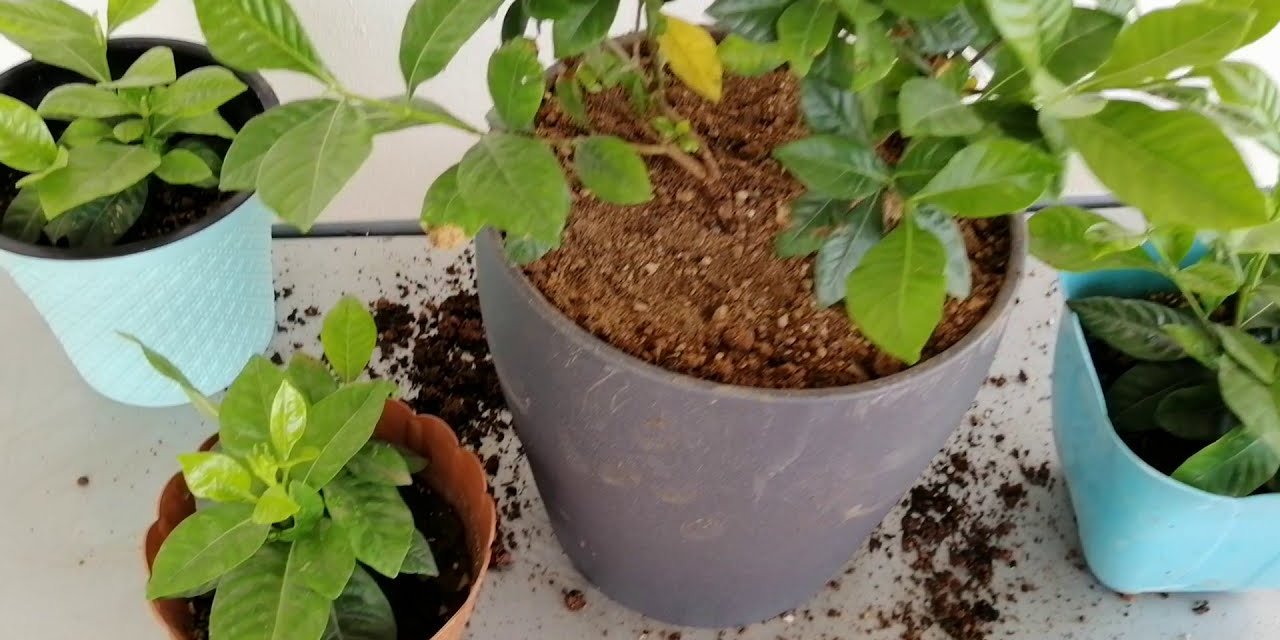 Ev bitkilerinin daha canlı olmasını sağlayacak 5 tüyo; Çiçekler sır gibi saklıyor