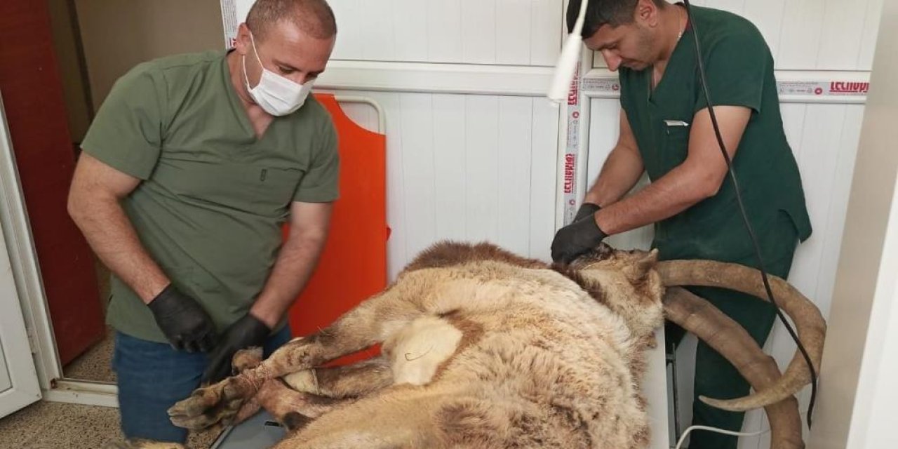 Hakkari'de yaralı yabani teke tedavi altına alındı