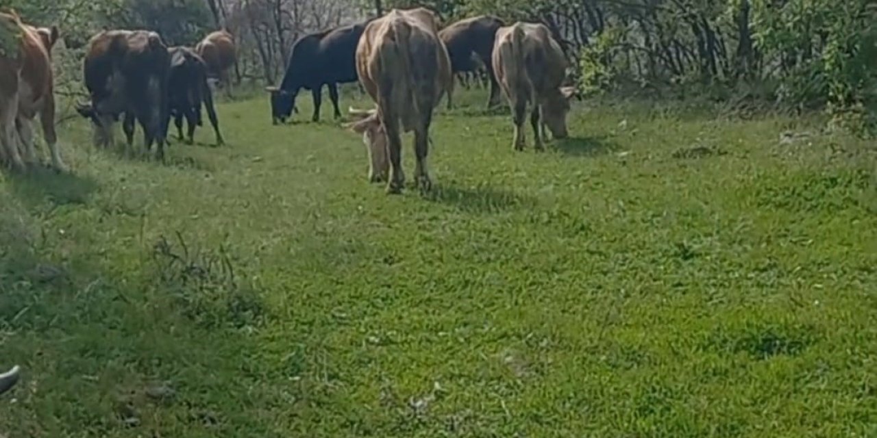İneklerini otlatan çobanı yılan soktu