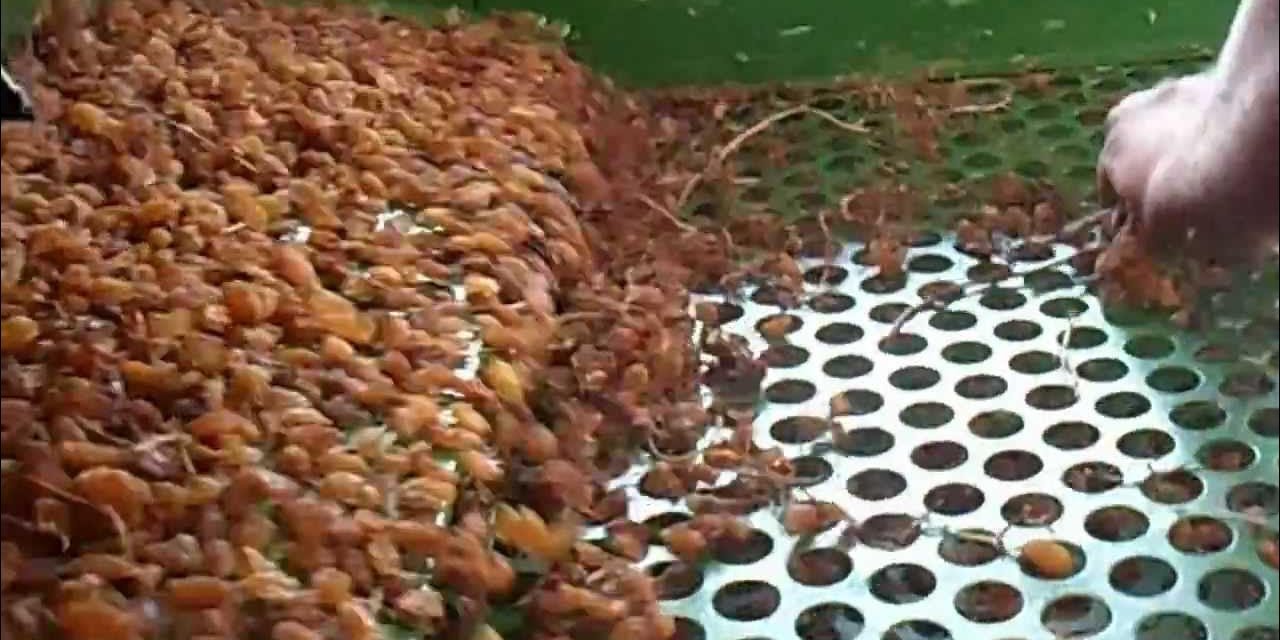 Günde 1 avuç kuru üzüm yerseniz ne olur? Kuru  üzümün sağladığı 10 fayda