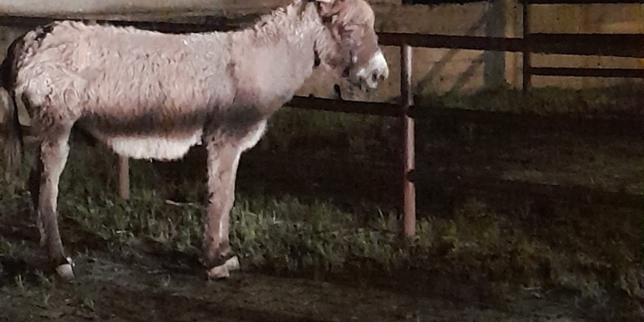 Başıboş Köpek Değil Eşeğin Saldırısı :1 Kadın Yaralandı!