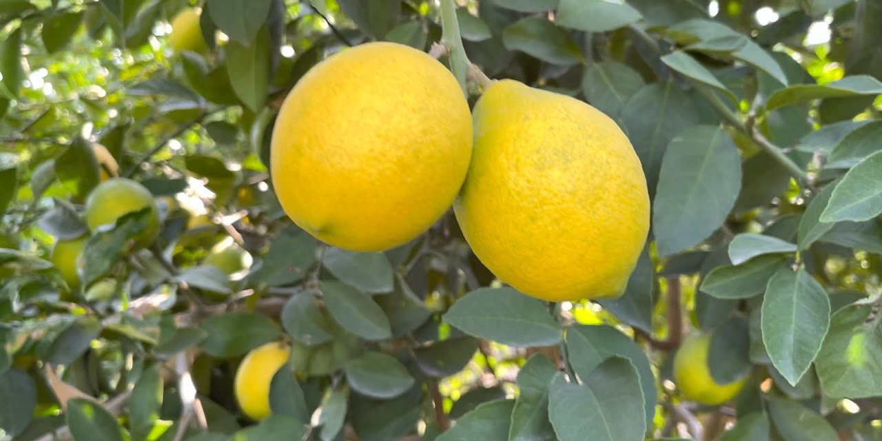 Limonları bozulmadan saklama yöntemi. 1 yıl boyunca bile küflenmiyor