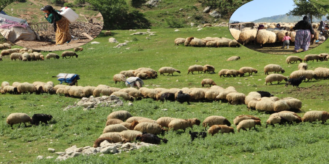 Şırnak'ta,Göçerlerin  ve  Binlerce Küçükbaş Hayvanın Yayla Yolculuğu Başladı