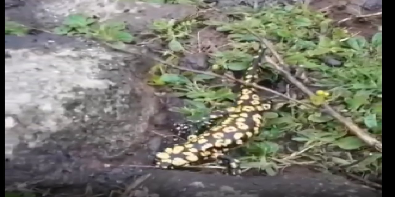 Şırnak’ta nesli tükenmekte olan "semender" görüldü