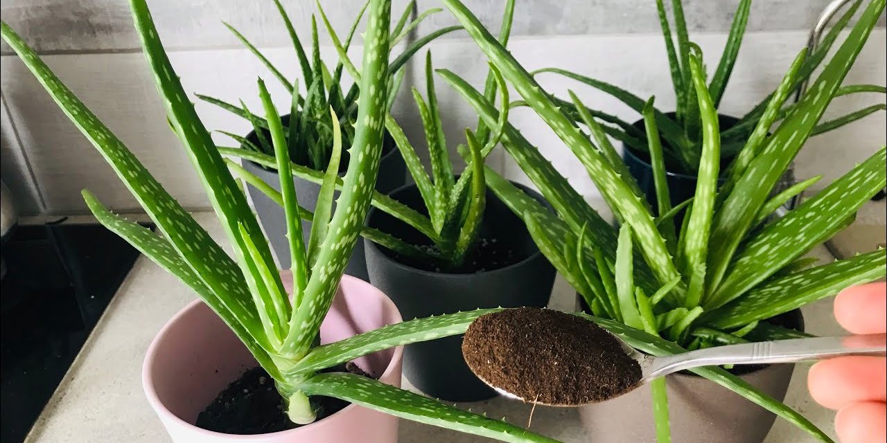 Evde aloe vera nasıl yetiştirilir? Evin havasını ve enerjisini değiştiren çiçek olarak biliniyor