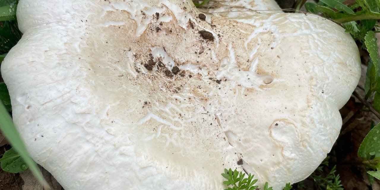 Dağ Mantarı Bereketi: Doğu'da Yetişen Mantarlar Vatandaşın Yüzünü Güldürdü