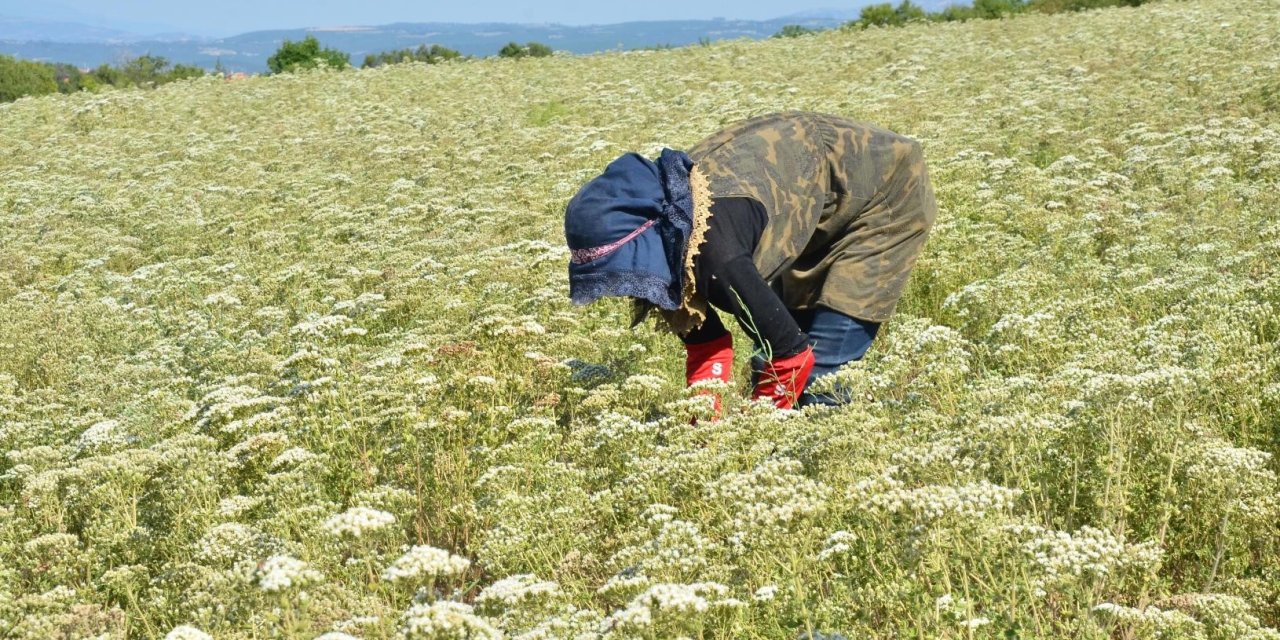 Kekik üreticilerinden Flaş Karar! Üretimden vazgeçiyorlar