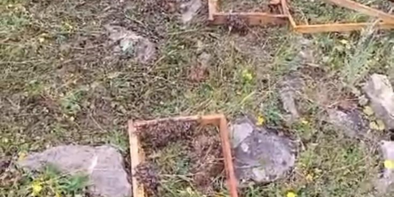 Batman’da aç kalan ayılar, kovanlara dadandı