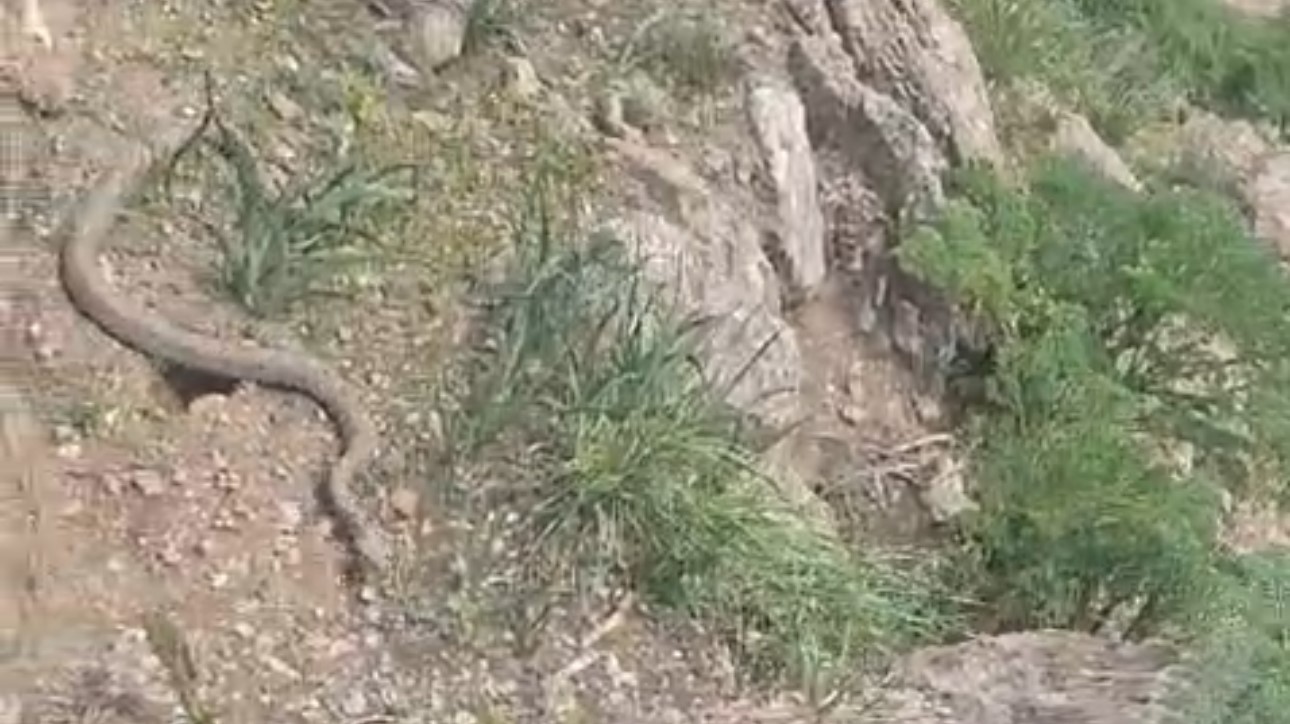 Pancar toplamaya giden vatandaş çıngıraklı yılanla karşılaştı