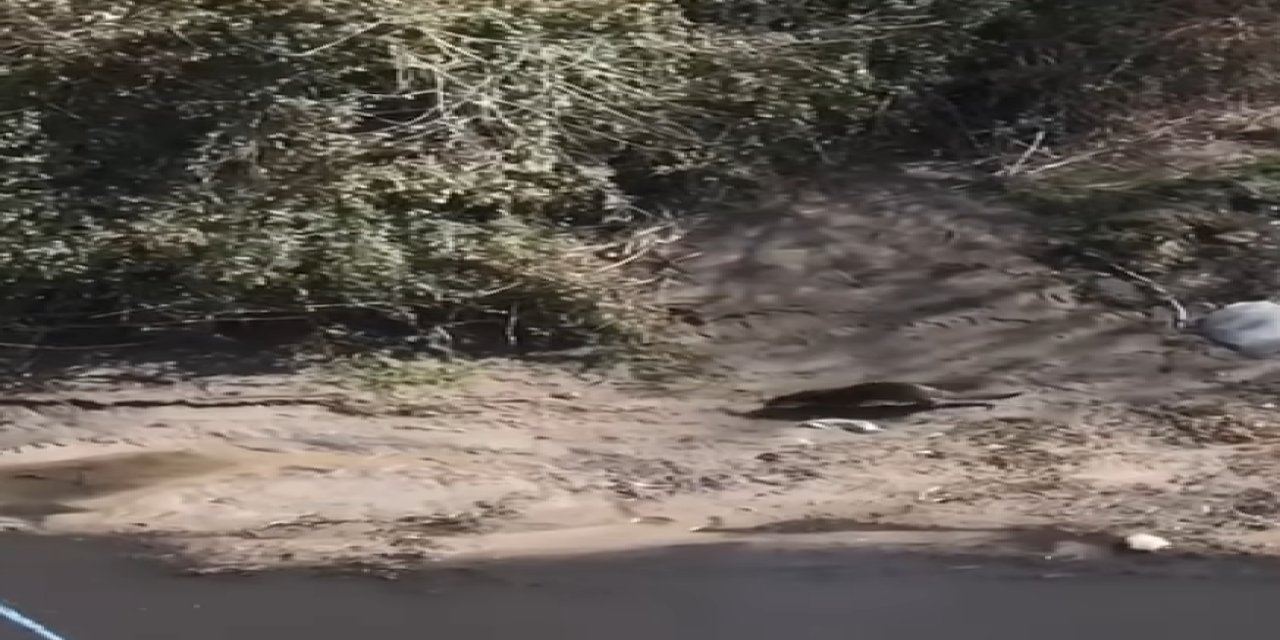 Şırnak'ta Nadir Görülen Su Samuru Görüldü
