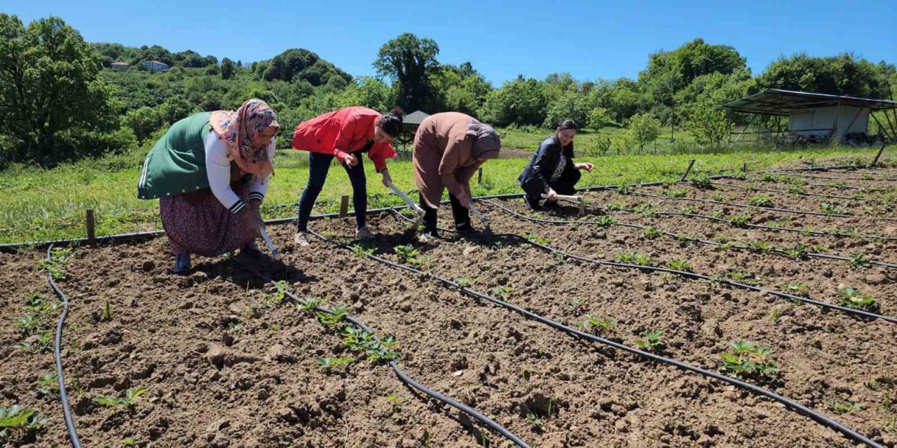 Hasat edilmeden satılıyor: Kilosu 400 TL! Hedef ise oldukça büyük