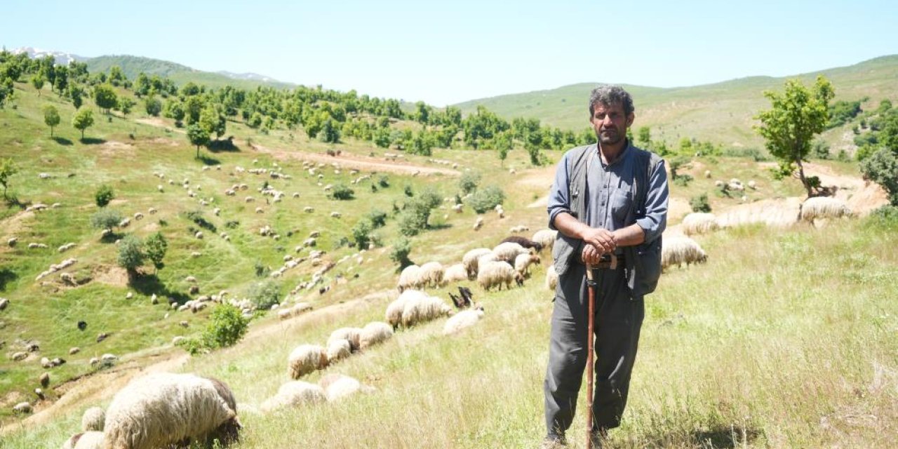 Mardinli göçerler sayesinde Muş yaylaları canlandırıldı