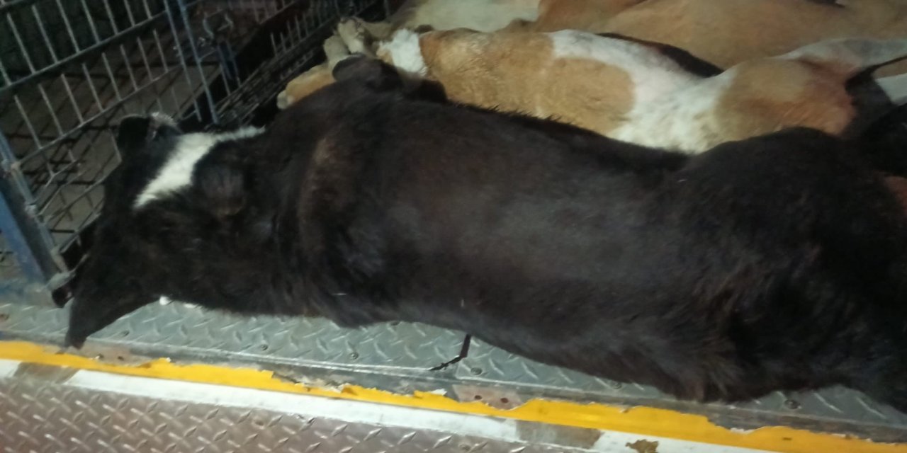 İzmir’de  köpekler zehirlenerek öldürüldü