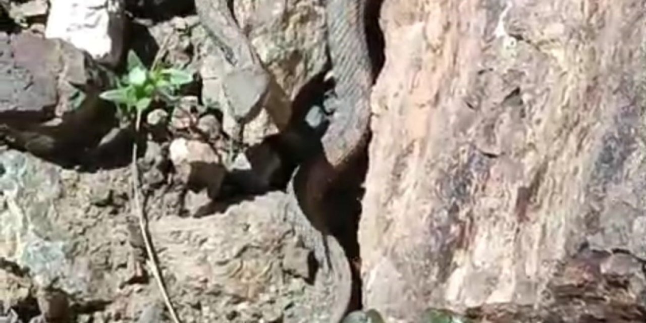 Türkiye’nin en zehirli yılanlarından redde engerek yılanı Van'da görüldü